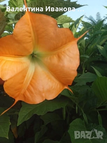 комплект 3 бр ангелски тромпет , снимка 4 - Стайни растения - 52420549