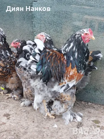 Разплодни яйца , снимка 3 - други­ - 49704952