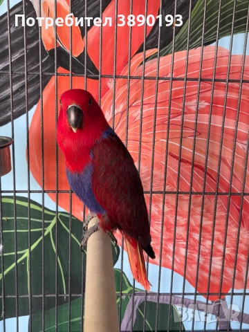 Женски еклектус 