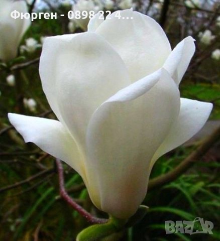 Магнолия Алба Суперба - ( Alba Superba ), снимка 2 - Разсади - 50793597