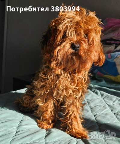 Червен тйи къп / той пудел момиченце на 7 месеца. , снимка 3 - Пудели - 52935122