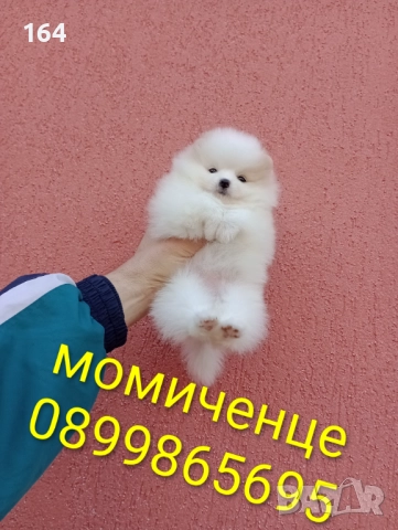 Бели Померани. Реални снимки от 15.12.25 г., снимка 7 - Померан - 52719427