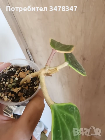 Хоя Macrophylla Albomarginata, снимка 5 - Стайни растения - 51270292