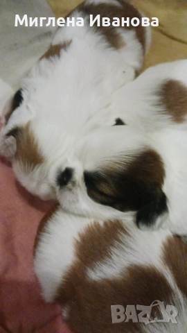 Ши тцу, снимка 16 - Ши Тцу - 52447041