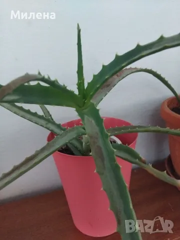 Седум Палмери, снимка 9 - Градински цветя и растения - 49446517