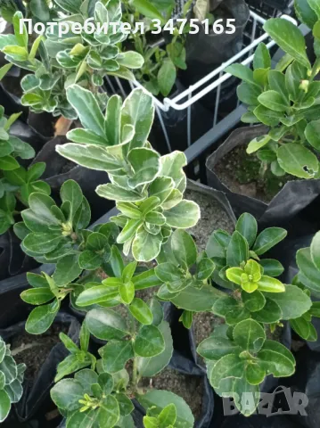 Евонимус японика

, снимка 4 - Градински цветя и растения - 47382482