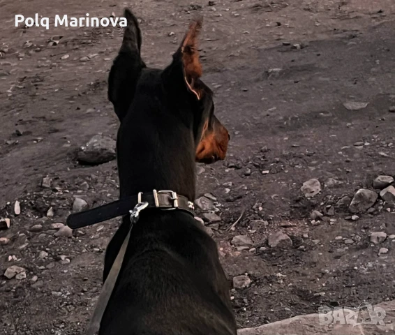 Доберман , снимка 1