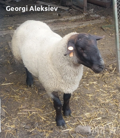 Агнета от месодайни породи и кръстоски със местни овце. , снимка 8 - Овце - 53487804