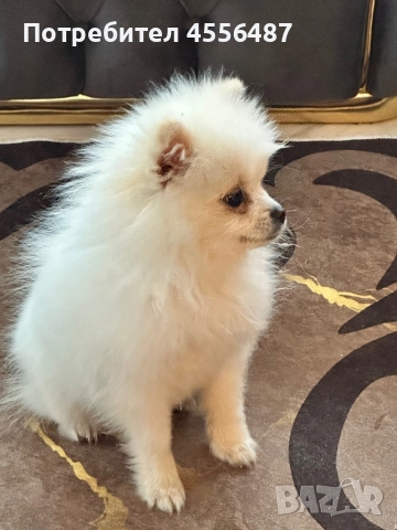 Куче померан шпиц, снимка 2 - Померан - 52661871