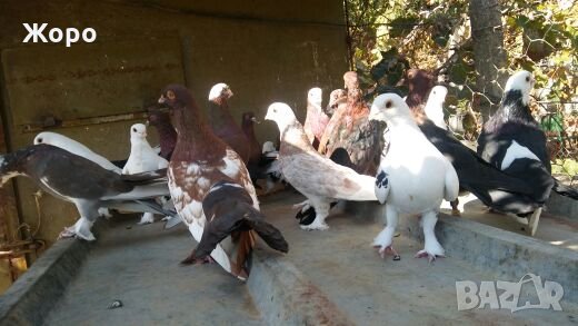 Типлери, снимка 3 - Гълъби - 20334809