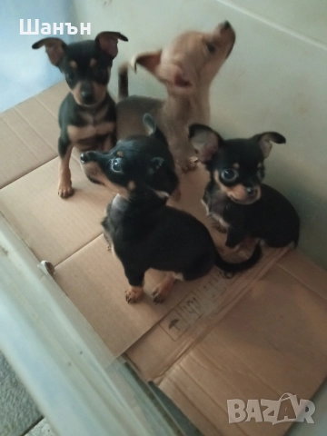 Продавам пинчери, снимка 13 - Пинчер - 52624873