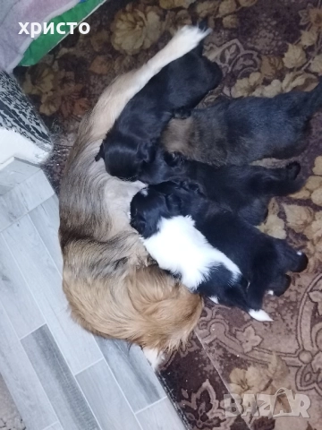 Чистокръвни Пекинези!!, снимка 13 - Пекинез - 52438303