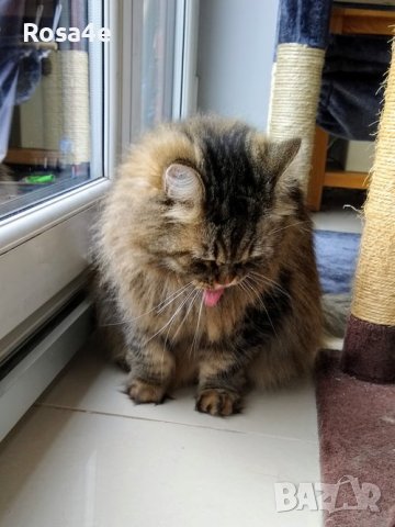персийско коте, снимка 1
