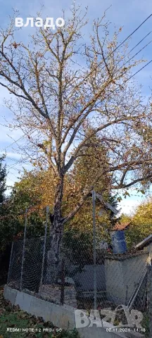 подарявам орех