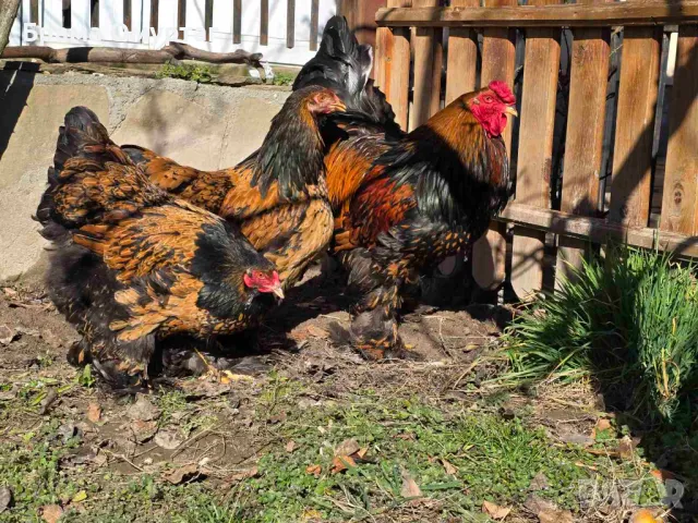 Продавам разплодни яйца от Златно кантирана Брама/Gold Laced Brahma, снимка 9 - Кокошки и пуйки - 50242172