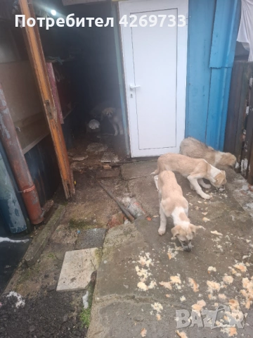 Куче порода Алабай, снимка 3 - Алабай - 53398665