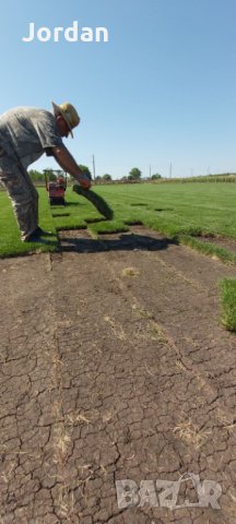 Райграс - тревни чимове. Изгодни цени., снимка 4 - Градински цветя и растения - 33130134