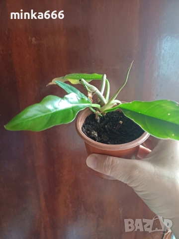 Филодендрон вариегатен, снимка 3 - Стайни растения - 52859315