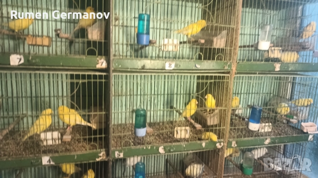 Продавам млади канарчета 2025г.