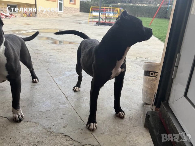 BULLY XL були + стафордширски териер - кучета реално според мен прилича на питбул -женско куче роден, снимка 8 - Американски стафордширски териер - 52037948