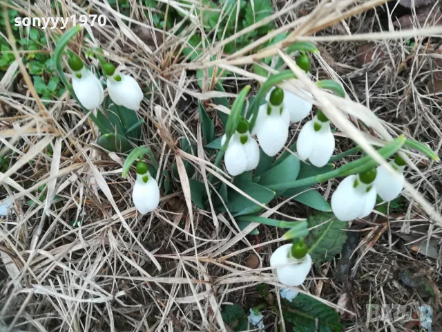 КОКИЧЕТА В САКСИЯ С ЛУКОВИЦИ И ПОЧВА 0402250814, снимка 10 - Градински цветя и растения - 48956050