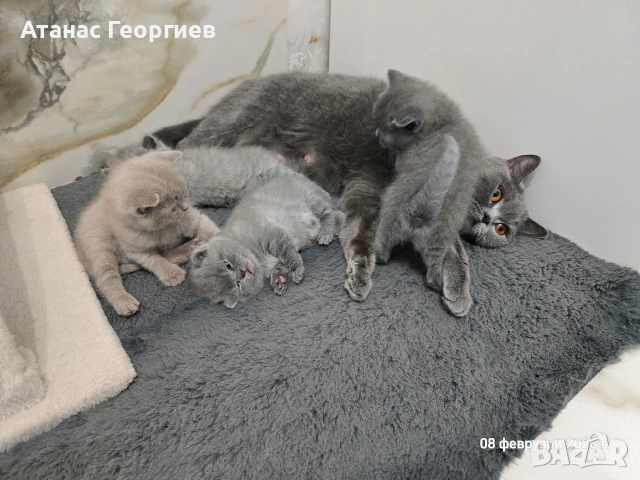 Британски късокосмести чистокръвни котенца. , снимка 6 - Британска късокосместа - 53451104