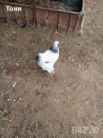 кокошки колумбийска брама 3+1, снимка 2 - Кокошки и пуйки - 47560543