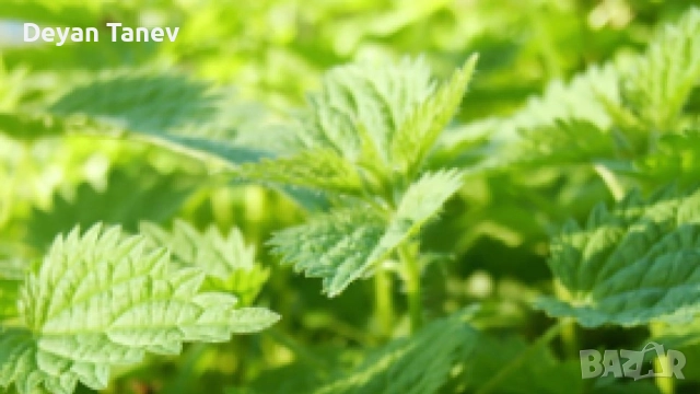 Коприва, връхчета- свежи листа , цена 100 гр. 1 лев ., снимка 2 - Други - 52327562