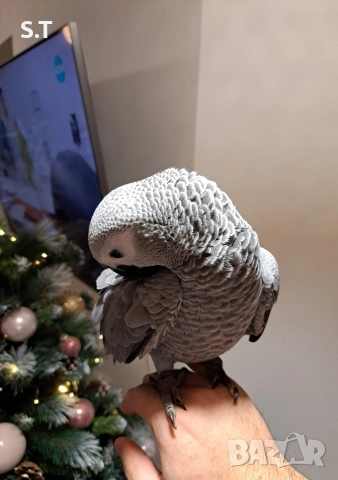 Папагал кралско жако, снимка 12 - Папагали - 52735318