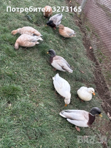 Патета/чифтове Калдък , снимка 2 - Патици и гъски - 53055074