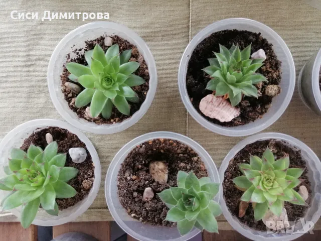 Скална роза (дебелец) 