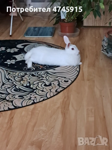 Подарявам декоративно зайче , снимка 2 - Декоративни зайчета - 53586707