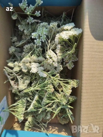 Бял равнец изсушен, снимка 4 - Други - 50944511