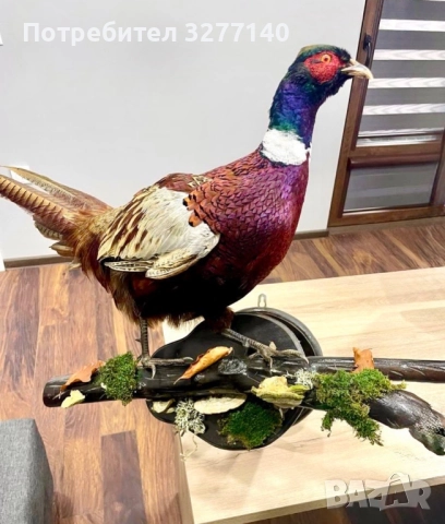 Препариран фазан  