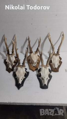 Трофей от сръндак, снимка 4 - Други - 52672901