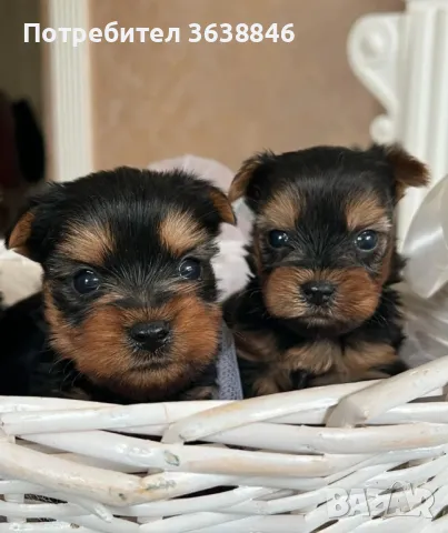 Мини йоркширски териер