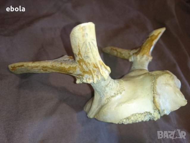 Северен елен, снимка 2 - Ловно оръжие - 28423687