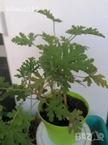 Индрише -ароматно, красиво, полезно, снимка 3 - Градински цветя и растения - 42077773