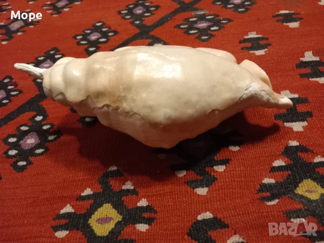 Голяма раковина , снимка 5 - Декорация за дома - 48272673