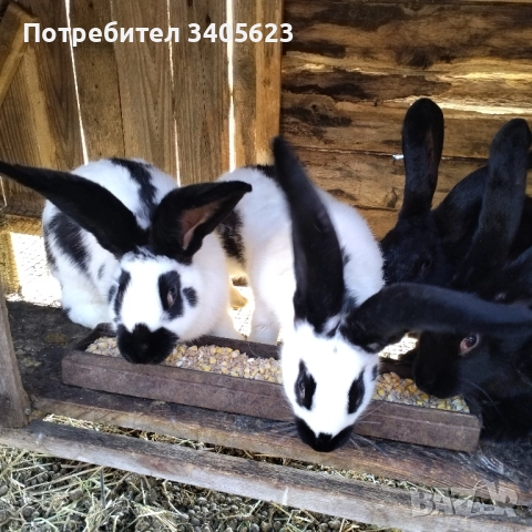 зайци мъжки и женски на различна възраст , снимка 11 - Други - 46286845