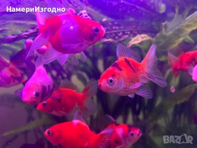 Оранди, снимка 2 - Рибки - 52949522