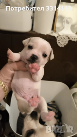 чихуахуа , снимка 9 - Чихуахуа - 52954778