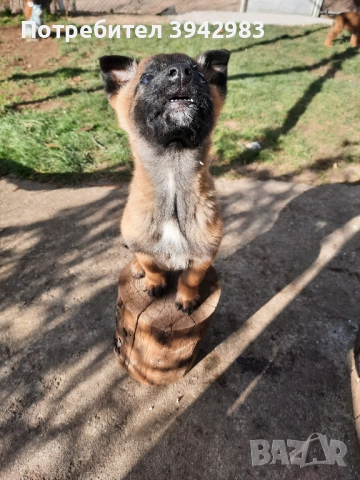 Белгийска овчарка Малиноа 