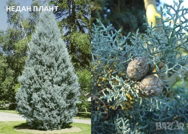 Аризонски кипарис