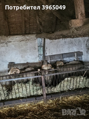 продавасе може и бартер, снимка 2 - Овце - 53225537