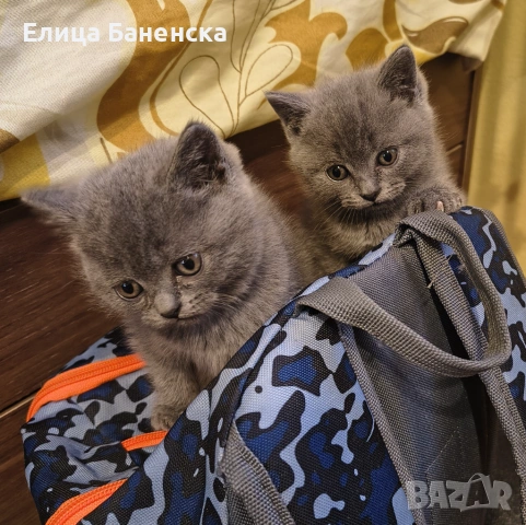 Британски котенца, снимка 7 - Други - 53570127