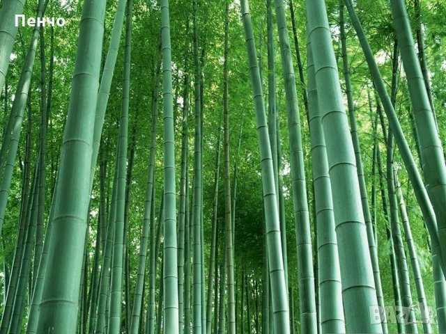 100 бр. Бамбукови Семена гигантски бамбук Moso Bambo градински декоративни растения декорация за гра, снимка 10 - Сортови семена и луковици - 28244727