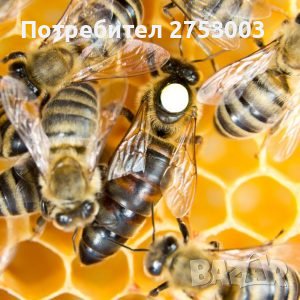 Карпатска Майка - Оплодена, снимка 1 - За пчели - 40627442