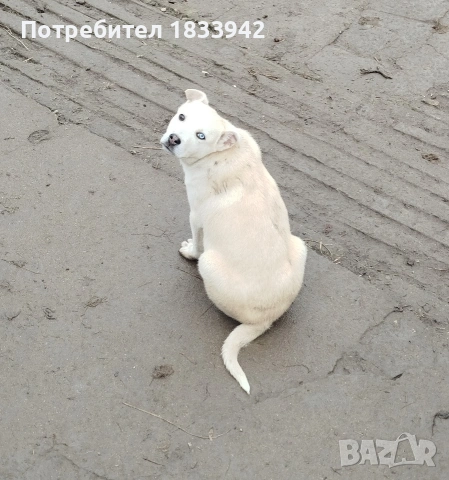 Кученца , снимка 4 - Други - 52580248