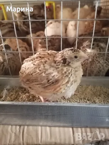 Пъдпъдъци ,гр.Свищов, снимка 8 - други­ - 45681936